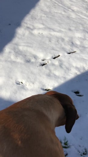 He did it again!!! 😂 🧡 Nino doesn’t like snow. Neither do your dogs? #dogwalk #pretty #prettygirls #italienischeswindspiel #hund #lustigerhund #pfoten #suesserhund #hundauftiktok #italiangreyhound #iggiesoftiktok #iggies #doggiesoftiktok #doggies #italienischeswindspiel #hunde #comedyvideo #funnydog #dogtok #houseofwinino