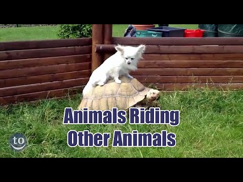 Animals Riding Other Animals