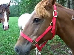 4.4K views · 63 reactions | Recurrent airway obstruction (RAO) Or Chronic obstructive pulmonary disease ( COPD) is a common, performance -limiting, allergic respiratory disease of horses ( similar to asthma in human), Characterized by: ✔Chronic cough, ✔Nasal discharge, and ✔Respiratory difficulty. Episodes of airway obstruction are seen when susceptible horses are exposed to common allergens. | Veterinary-somalia | Facebook