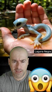 ⭕ALERTA‼ Pequeño ALIEN sale de un Meteorito que cayó en un Bosque!!😱 #viralreelsfacebook #misterio | Laguna Negra