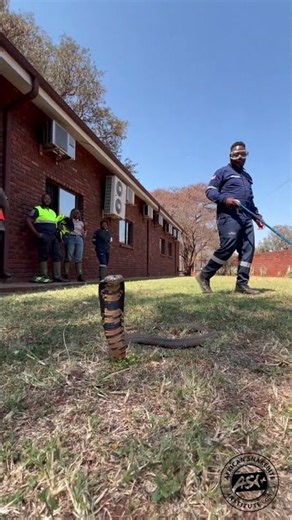 Spitting Cobra on the move