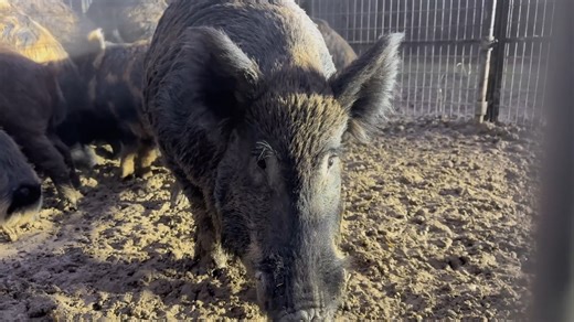Kicking off 2025 with an unforgettable first catch! The excitement, the chase, and the thrill of success set the tone for another wild year in the great outdoors. #FirstCatch #HogHunting #OutdoorAdventure | Ellen Roman