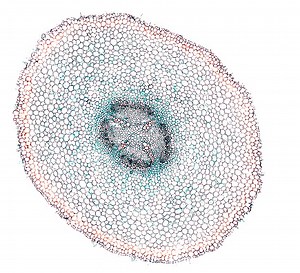 microscopic view of plant cells for botanic education and analysis