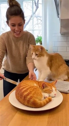 Real Cat Attacks Hyper-Realistic Cat Cake (Viral CCTV Footage)