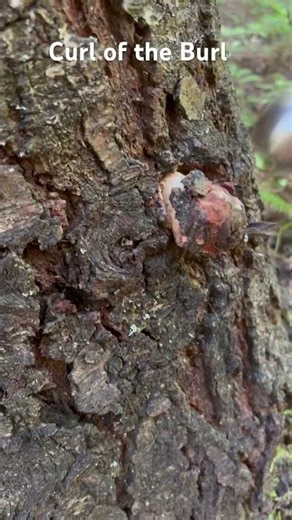 Curl of the Burl #bushcraft #mountainlife #foraging