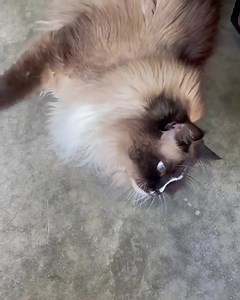 My Aunt Jean’s Hobbs at the garage sale a few weeks ago. He’s 13 and seal mitted with a blaze. | Floppycats
