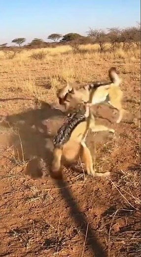 Wild Dog vs Wildcat – Who Will Win This Survival Showdown? | Epic Animal Clash