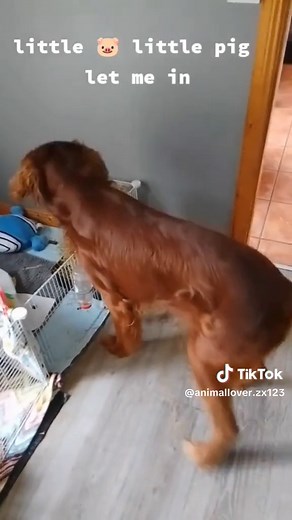 Unbreakable bond: Guinea Pig and Dog Duo's Heartwarming Friendship