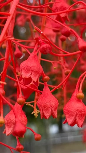 “Oh the Flame trees will blind the weary driver” Most of us are very familiar with the song Flame Trees by Cold Chisel. And indeed they are currently a powerful sight to behold around the country as they come into full bloom. Just like my salmon pink Brachychiton ‘Bella Donna’ i showcased earlier in the week this is the original species, one of the parents, which has identical bell shaped flowers but are of course scarlet in colour. Brachychiton acerfolius ‘Illawarra Flame Tree’ is a native rain