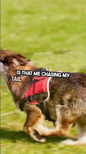 Dog Reactions – Why So Funny in Time Lapse? #Dogs