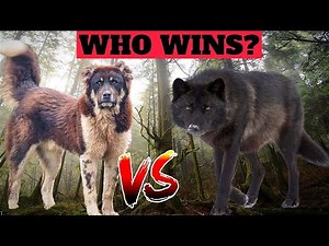 Unleash the Ultimate Protector: The one and only dog breed that can defeat a timber wolf