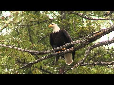 SWAROVSKI OPTIK ATX / STX modular