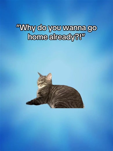Funny Cat Meme About Important Meetings