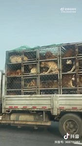 1.5K views · 56 reactions | THE DOG MEAT INDUSTRY "China is the...
