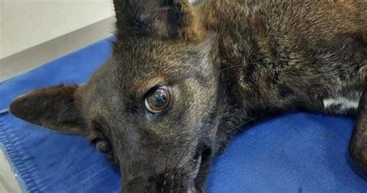 Dogxim: conheça o enigmático animal híbrido descoberto no RS