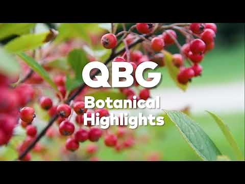 Autumn Botanical Highlights: Red Chokeberry