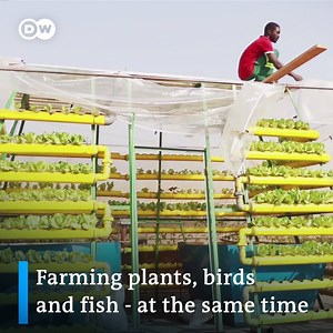 2.3M views · 34K reactions | Every part of this construction affects the others: chicken waste feeds the fish which supply the plant with nutrition... and on top of it, the whole thing is powered by the sun. #DoingYourBit | DW Environment | Facebook
