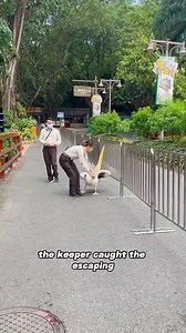 27K views · 163 reactions | The mischievous pelican who always escapes#animals #pelican #cute #friendship #shorts | Loveable Stories | Facebook