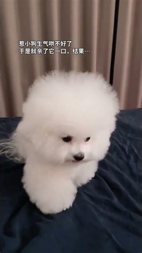 How to comfort an angry puppy?