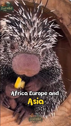 Porcupine Facts You Didn’t Know 🦔 | Wildlife Documentary Short