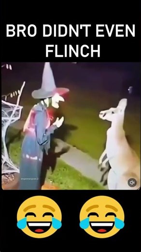 Kangaroo vs Halloween Funny moment #funny #memes #animals #viral #ytshorts