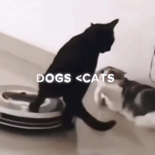 Why Cats Are the Best Pets: A Fun Compilation of Cute Cat Videos