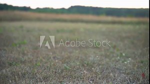 A radio-controlled model of an airplane on takeoff and flying in nature