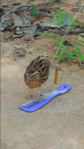 How to make traps Make easy trapes