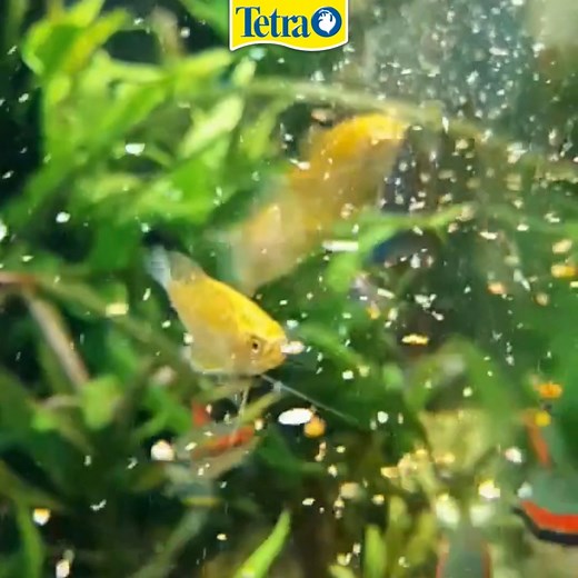 46 reactions | It’s feeding time with TetraPRO Colour Multi-Crisps  Discover more: https://www.tetra.net/en-gb/products/tetrapro-colour-multi-crisps Thank you to @reef_to_river on Instagram for the video. | Tetra UK | Facebook