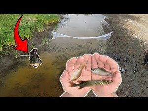 I Netted THOUSANDS of Stranded Fish From This Evaporating PUDDLE !