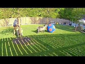 Goat Plays With Gigantic Soccer Ball