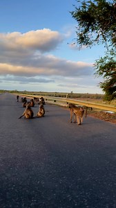 Sunset vibes, stunning views, and an unexpected wildlife show! 🐒🌅 Caught a troop of baboons on the Olifants River Bridge—let’s just say, two of them were really enjoying the view! 😂 #WildlifeEncounters #SunsetMoments #BaboonsOnTheBridge #fyp #kruger #krugernationalpark #knp #africa #southafrica #funny #animals #wild #wildanimals #baboon #safari #sunset #gamedrive #olifants | Esther Boshoff