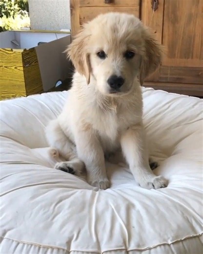 17K views · 226 reactions | When the TV remote gets lost in the couch  @ally.thegoldenpup | Mr. Gugu & Miss Go | Facebook