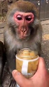 Best Feed Monkey - Delicious Food For Feed Monkey | TV Monkey