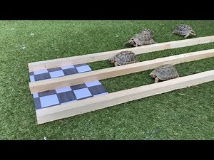 COURSE DE TORTUES 🐢 ! Les OLYMPIADES DU CONFINEMENT