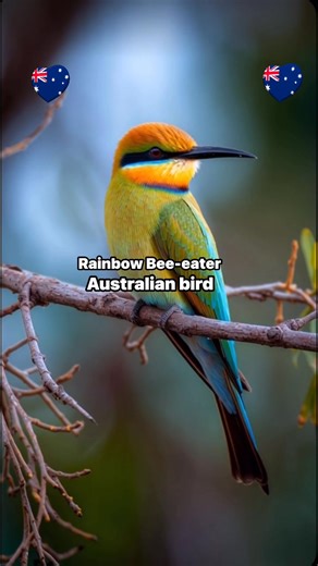 1.2K views · 35 reactions | Rainbow Bee-eater Australian bird #australia #birdlife #localevent #ontario #novascotia #architecture #Georgia #lifelessons #localhistory #france #frenchlanguage #financialeducation | Hany Andrew | Facebook