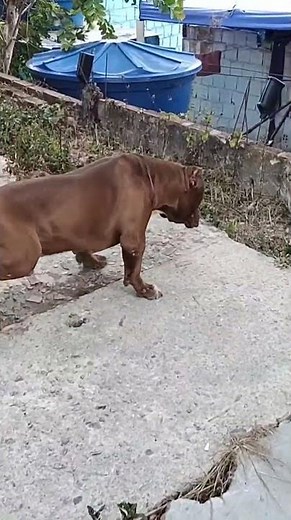 Mix Pit Bullies #lekthebestkennel