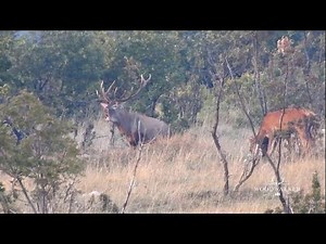Deer hunting archery elk | red stag rut | hunt on the elk | hunters video Woodwalker | ep#16
