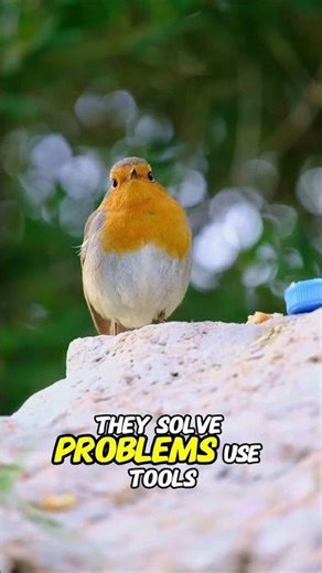 Birds Are More Intelligent Than You Realize