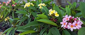 Fancy Frangipanis - Can I grow frangipani in a pot?