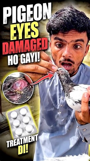 I Saved My Sick Pigeon 🕊️❤️ | Throat Treatment & Recovery #shorts
