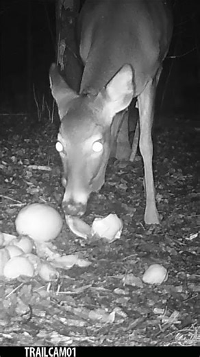 Listen to that CRUNCH! Check out this Whitetail Deer Chomping down on some Sugar Beets!