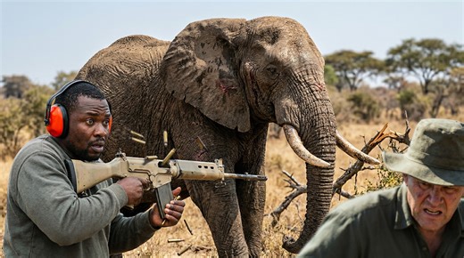 Watch what happens when a missing bull elephant fights back against hunters