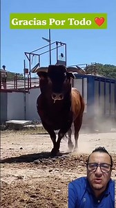The Brave Bull Stares Directly At The Camera. #bravebull @ExpoVideo