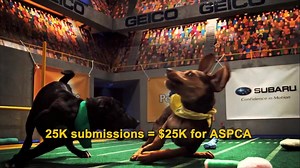 7.2K views · 332 reactions | Animal Planet and Subaru want to see...