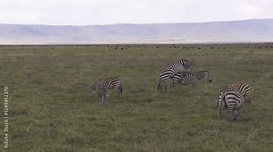 Two zebras mating in middle of herd on rainy day, mounting each other on the plains of Ngorongoro Crater, Tanzania