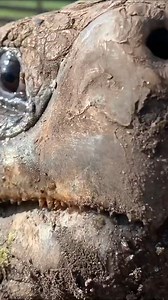 48K views · 1K reactions | Say hi to "The Professor" our giant Galapagos tortoise at the farm! . . . #tortoiseadventures #tortoisesofinstagram #reptilebreeders #tortoise #reptilelover #reptilepets | Florida Iguana and Tortoise Breeders | Facebook