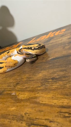 Nemo the ball Python I have exclusive content. Subscribe on instagram, Patreon or Facebook. #ballpython #ballpythons #ballpythonmorphs #royalpython #ballpythonsofinstagram #python #pythons #snake #snakes #snek #reptile #reptiles #reptilesofinstagram #reptilelover #reptilekeeper #pet #pets #daily #instagram #tiktok #reels #cute #fun #happy #ballpythonsoftiktok #boise #idaho | Black Lake Reptiles