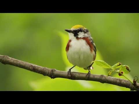 Chestnut-sided Warbler