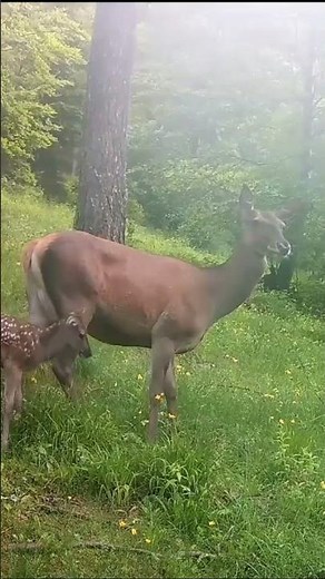 Biches et faons / Red does and fawns